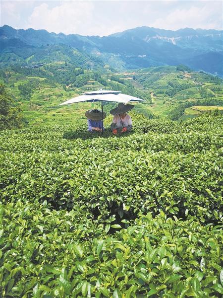 布央布央 就不一样 ——看三江侗族自治县“茶叶第一村”的美丽蝶变