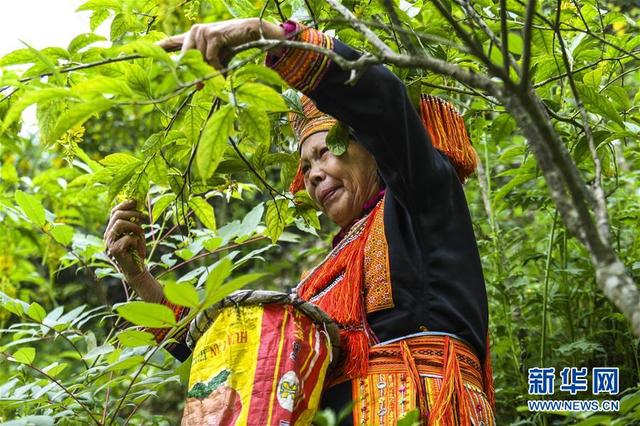 “靠山吃山”的新路径——探寻大瑶山的“幸福密码”