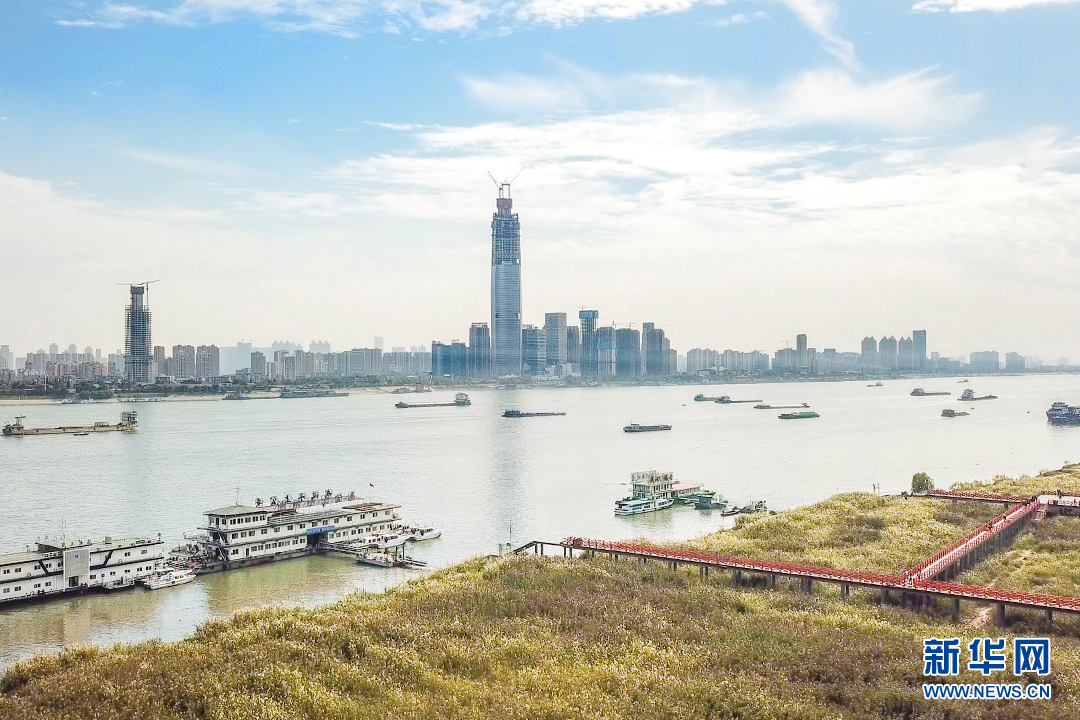 航拍汉口江滩“芦海” 观芦栈道成一景