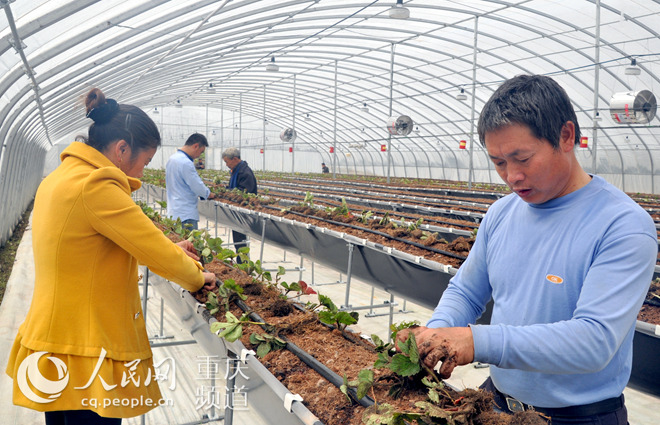 【区县联动】【石柱】石柱：新品草莓落户“智慧农场”促增收