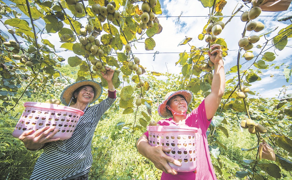 【区县联动】【南川】南川：产业支撑有力量 乡村振兴有希望