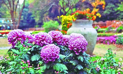 武汉植物园菊花展开幕 千余菊花品种美美亮相