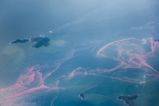 海南琼州海峡现大面积红色带状物(图)