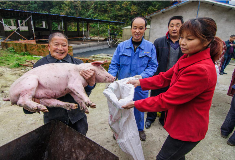 【有修改】陕西汉中：勠力同心拔穷根 砥砺前行奔小康