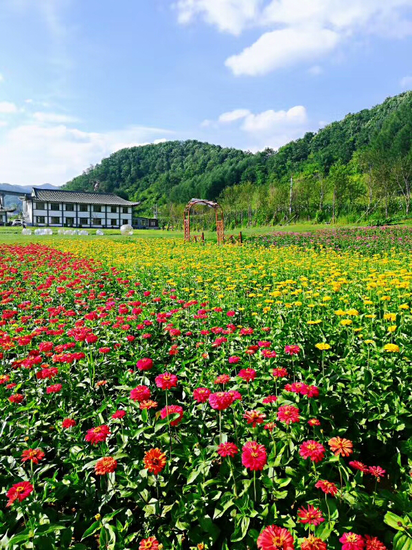 通化县赤柏松村小南沟屯：花海里的“蝶变”