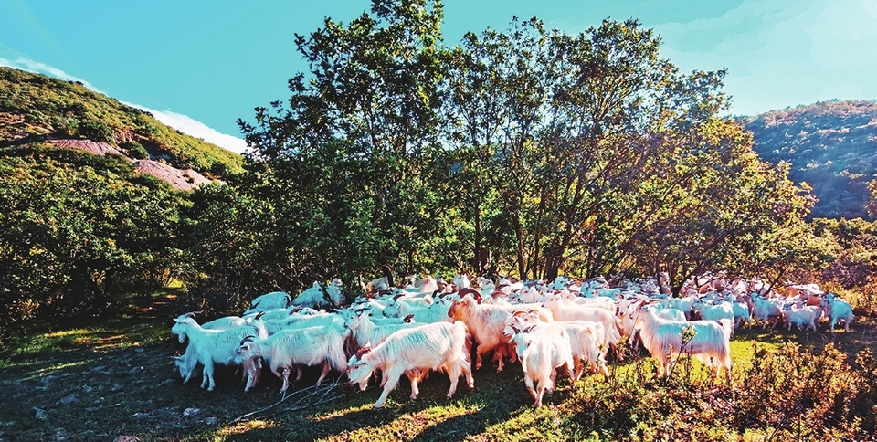 白城：民房变民宿 山区变景区