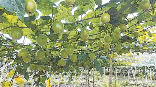 果菜茶 绿色发展顶呱呱