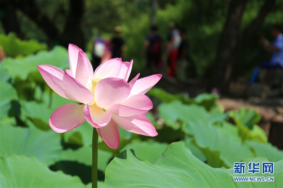 河北承德：雨后避暑山庄美如画