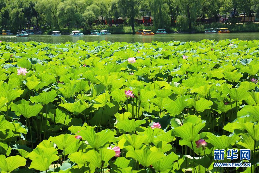 河北承德：雨后避暑山庄美如画