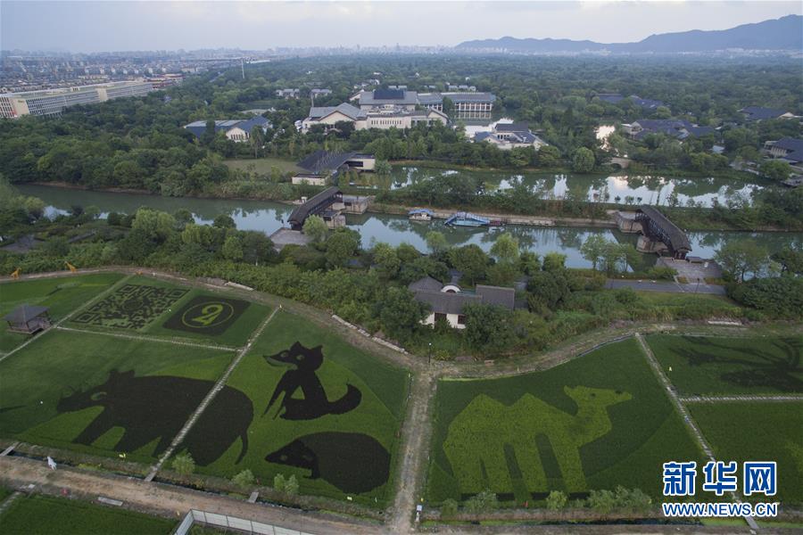 杭州：湿地旁的“动物园”稻田