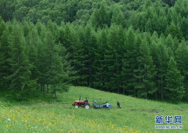 从一棵树到一片“海”——塞罕坝生态文明建设范例启示录