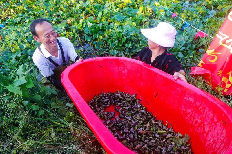 【城市远洋】河南光山：菱角丰收笑意浓