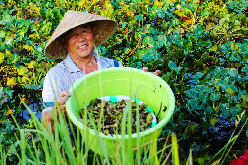 【城市远洋】河南光山：菱角丰收笑意浓