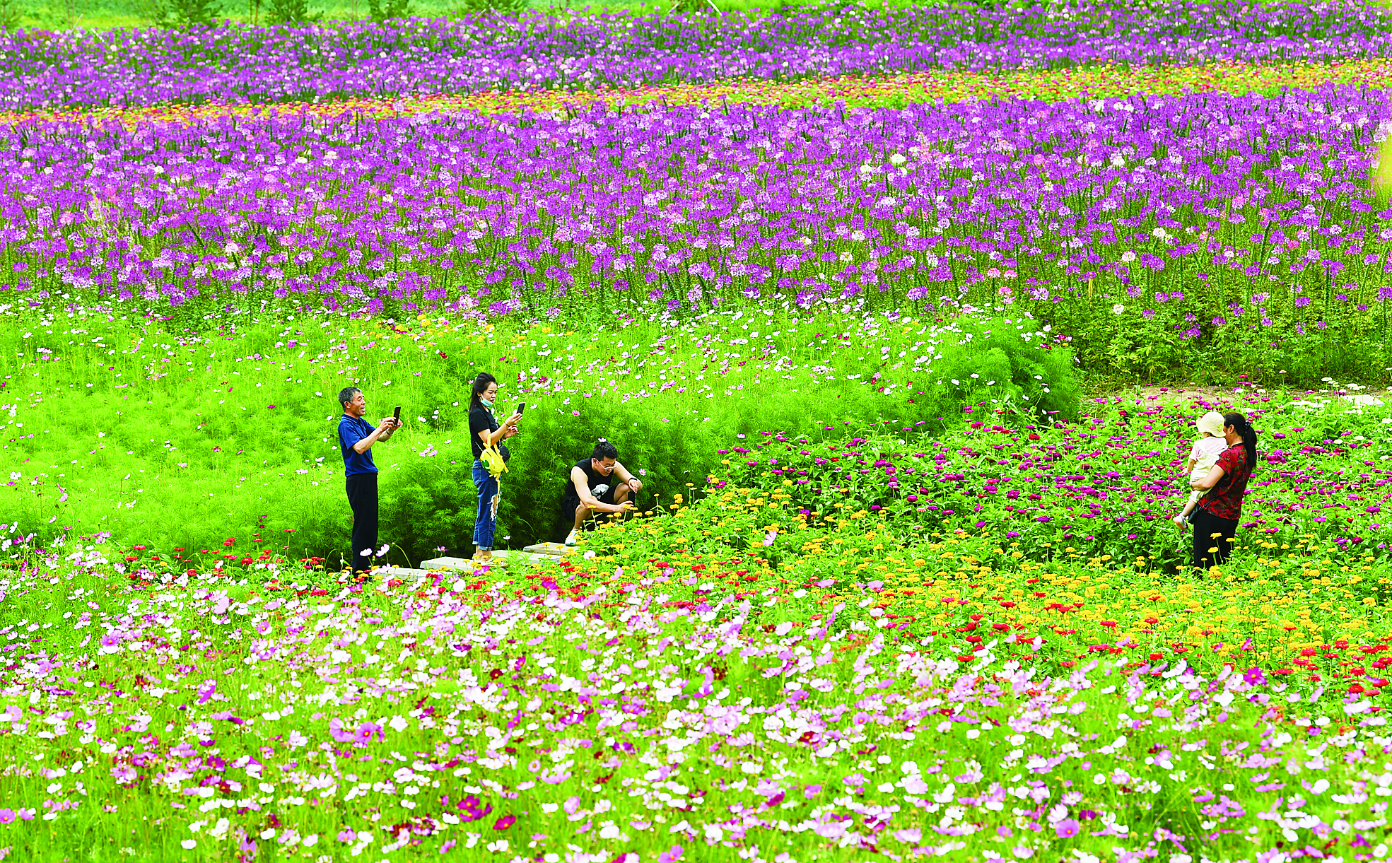 长春市九台区：绚烂花海绽放致富笑脸