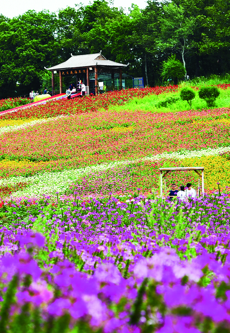 长春市九台区：绚烂花海绽放致富笑脸