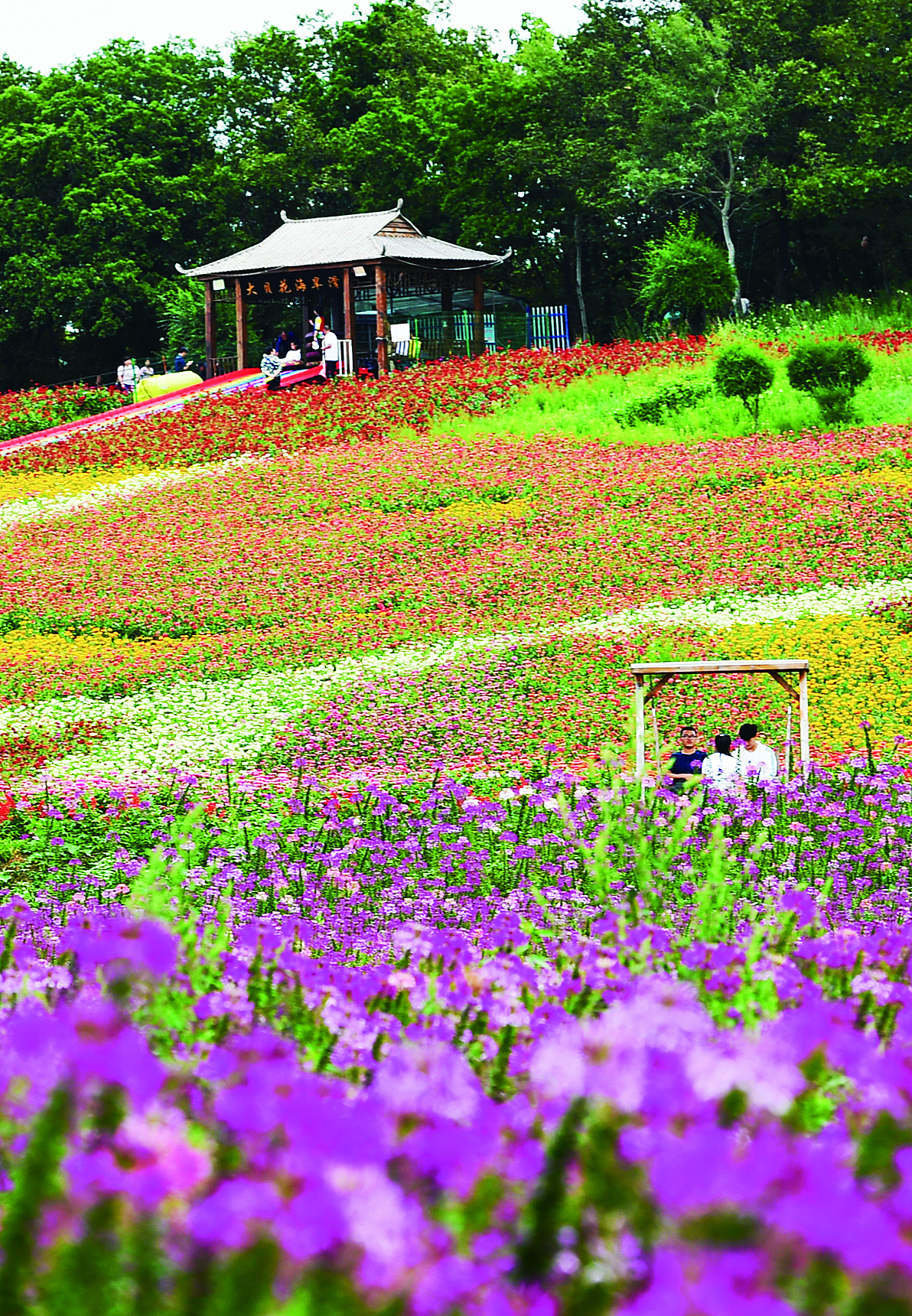 长春市九台区：绚烂花海绽放致富笑脸