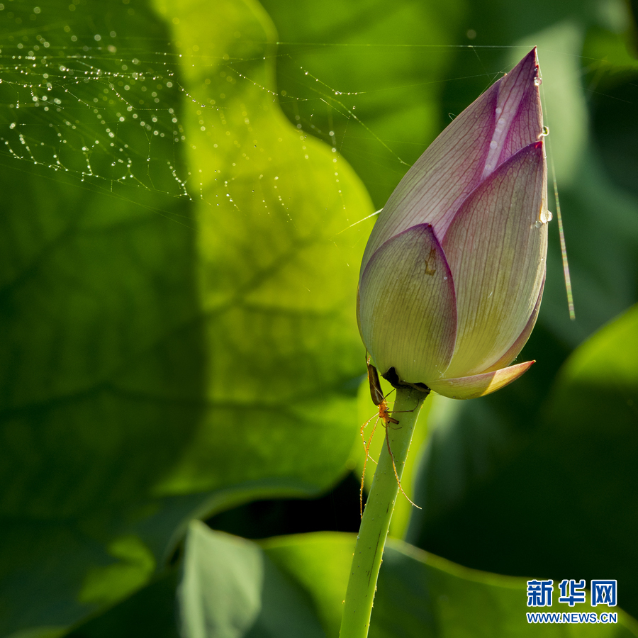 雨露滋润 荷花更娇艳