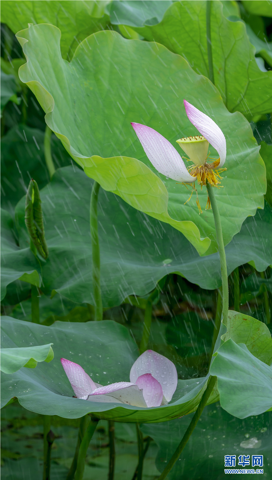 雨露滋润 荷花更娇艳