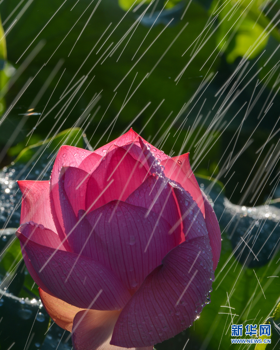 雨露滋润 荷花更娇艳