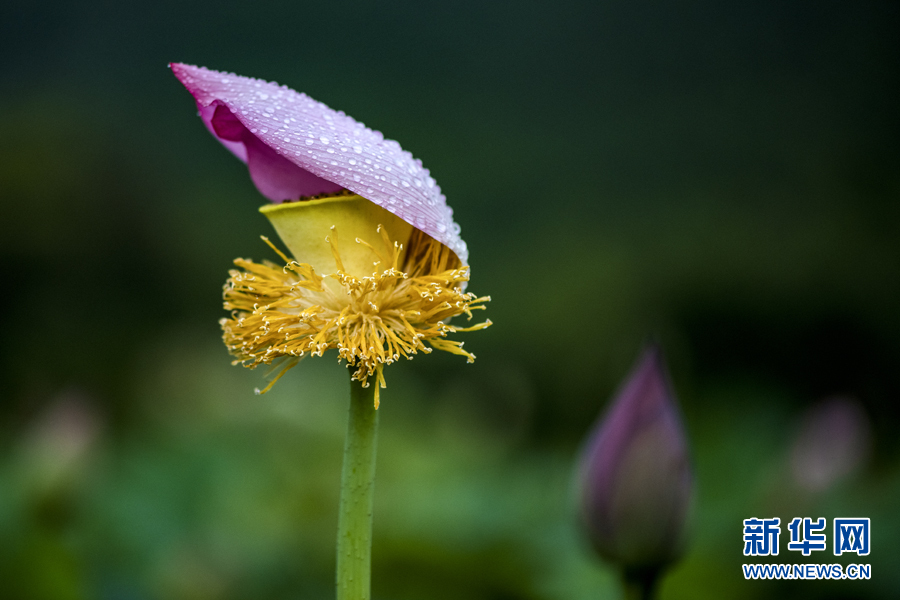 雨露滋润 荷花更娇艳