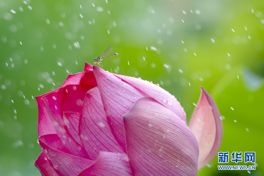 雨露滋润 荷花更娇艳