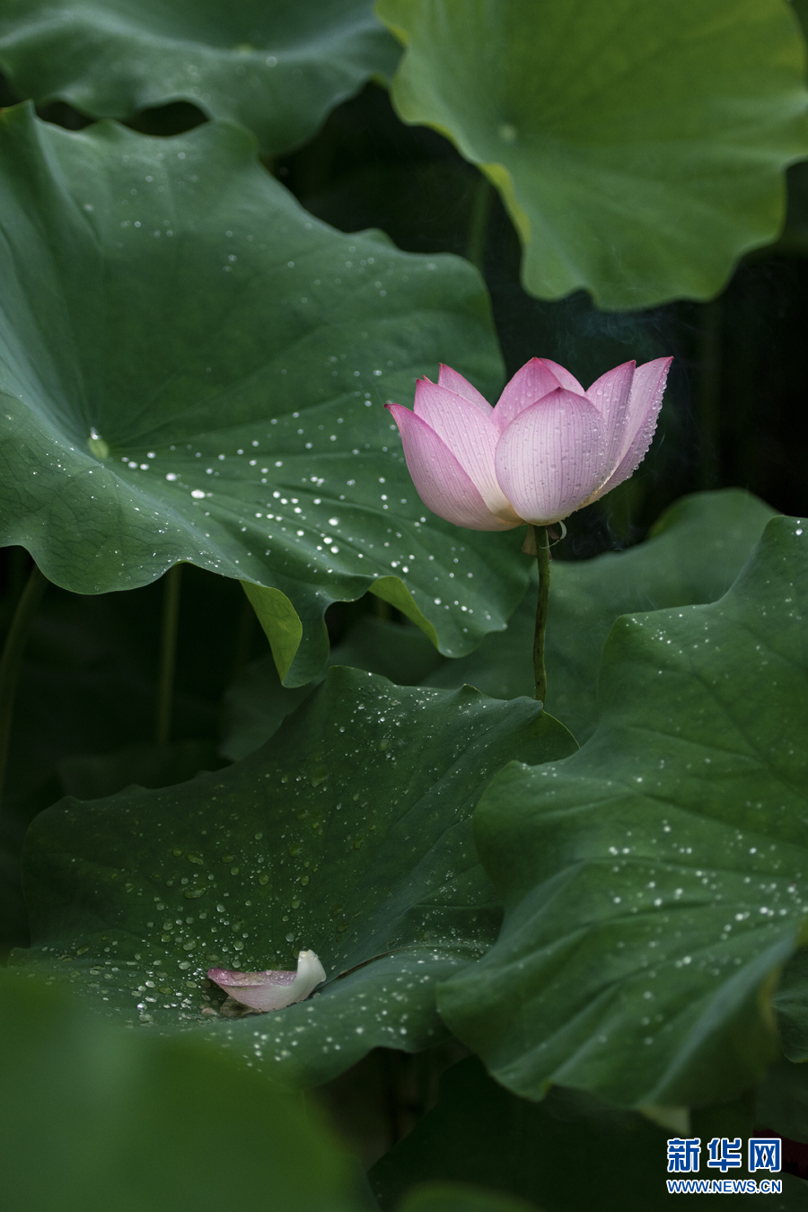 雨露滋润 荷花更娇艳