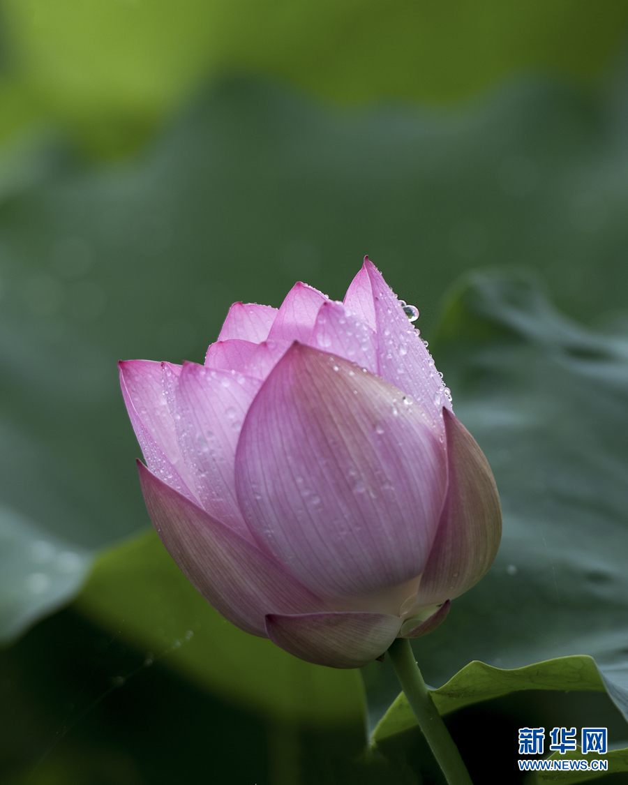 雨露滋润 荷花更娇艳