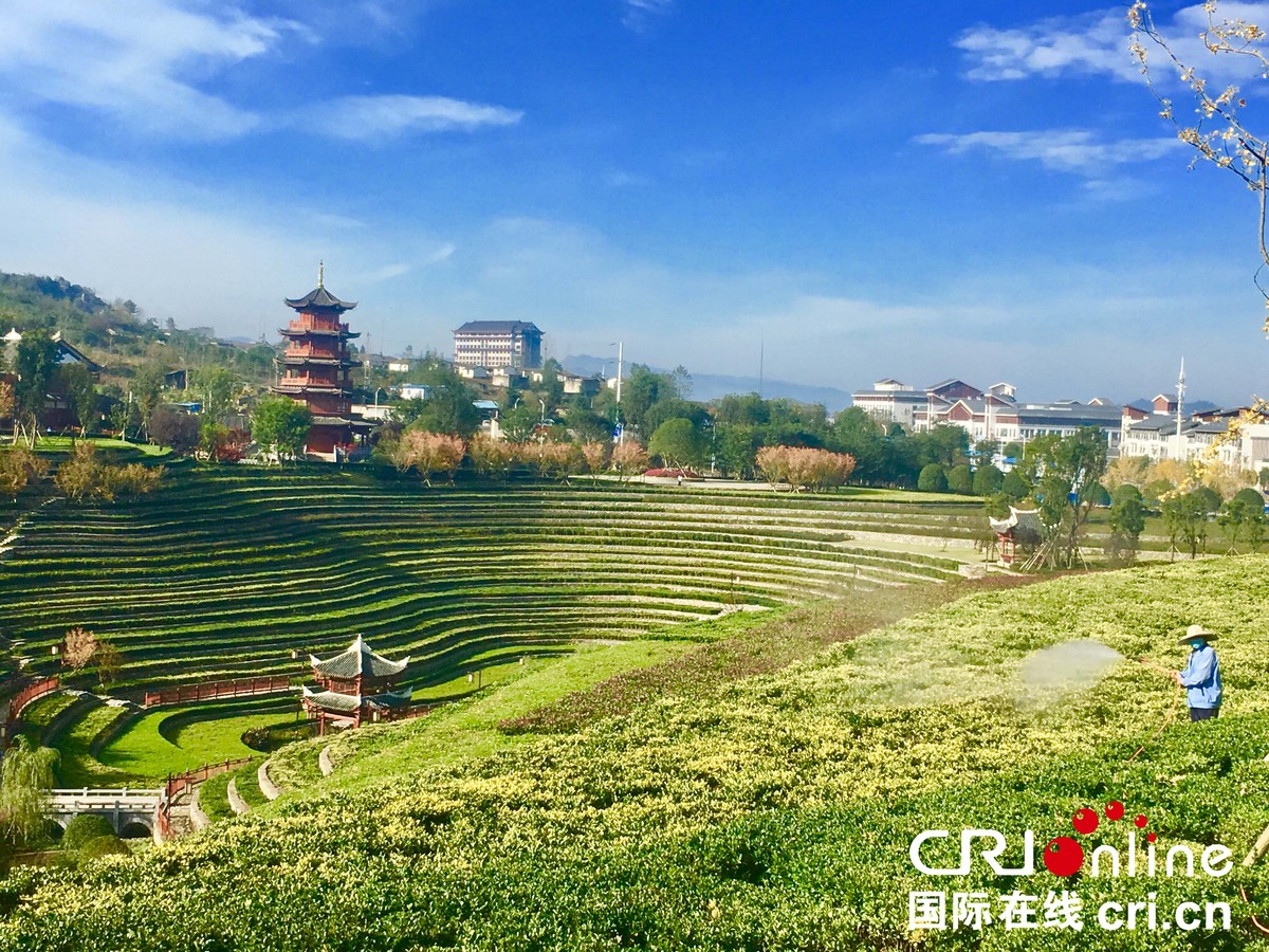 贵州毕节大方：奢香古镇梯田秋色美（组图）