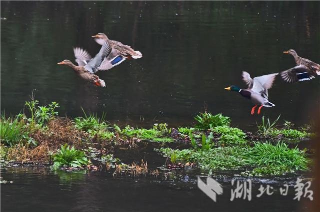 宜昌柏临河湿地公园：野鸭戏春水