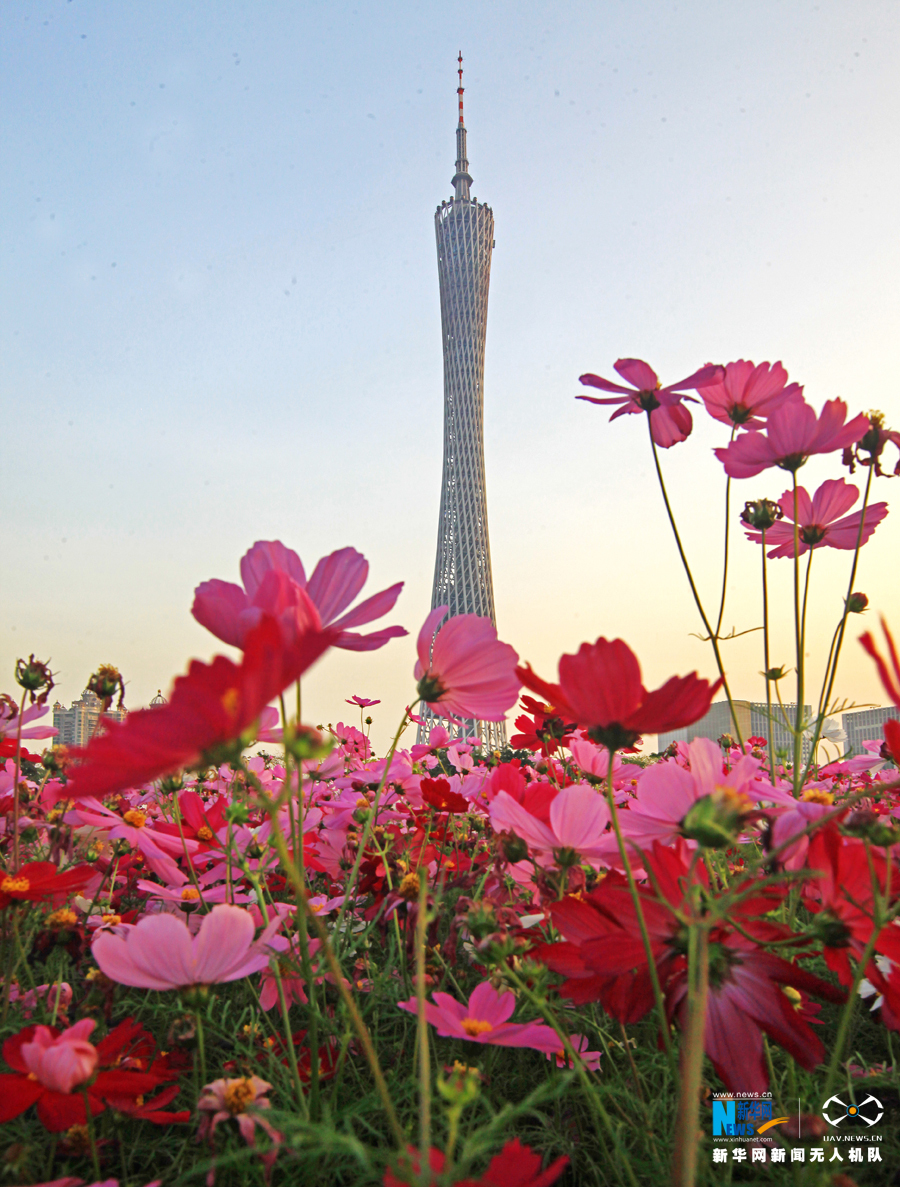 广州：格桑花 摇曳生姿艳南国