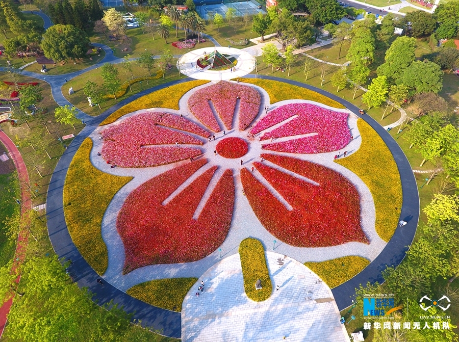 广州：格桑花 摇曳生姿艳南国