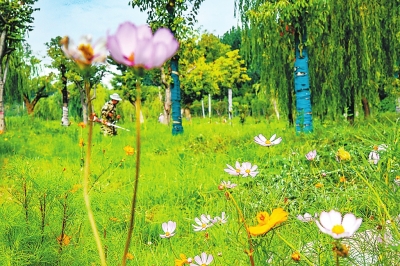 【城市远洋】河南洛阳：黄河湿地风光旖旎