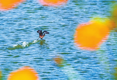 【城市远洋】河南洛阳：黄河湿地风光旖旎