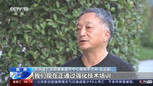 奔小康有“丝”路！陕西石泉养蚕兴桑