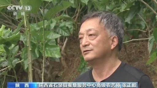 奔小康有“丝”路！陕西石泉养蚕兴桑