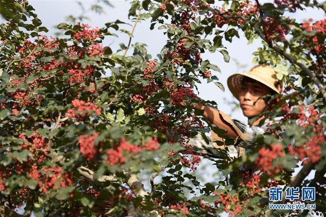 甘肃临夏：花椒采收忙