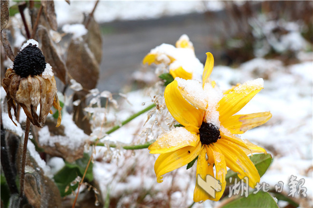 保康降下今秋首场降雪