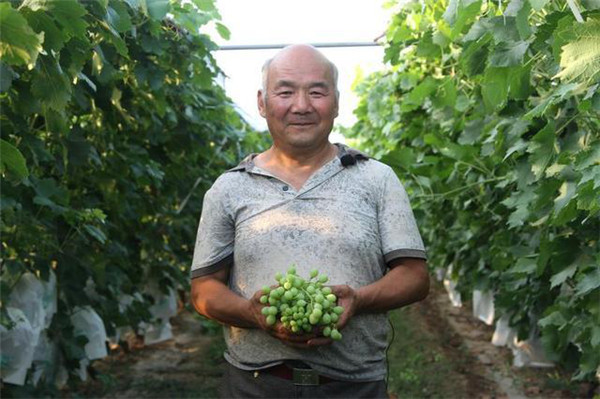 （有修改）陕西省渭南市合阳县：起葡萄架 蹚出致富路