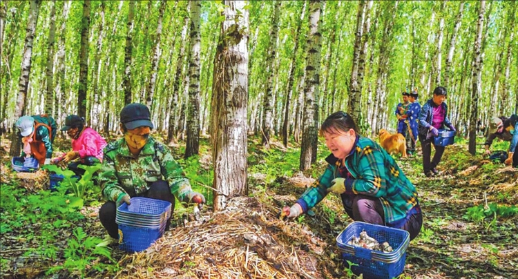 讷河 把赤松茸做成产业链