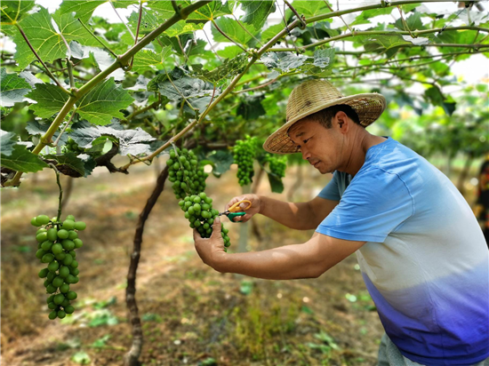 【B】平顶山市郏县：特色果园葡萄甜 群山坳里红牛肥