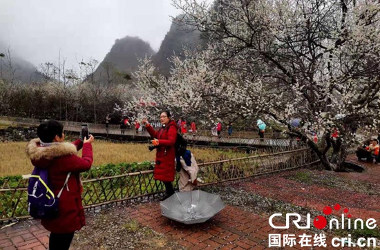 贵州荔波：冬季旅游红火 梅花季如期而至