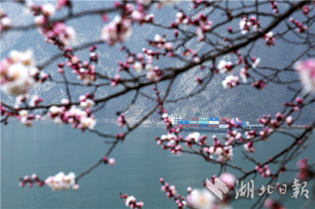 春到三峡山花开