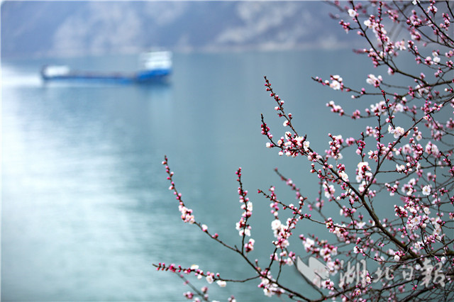 春到三峡山花开