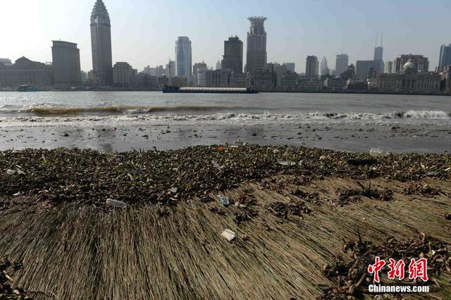 上海黄浦江滩涂现“垃圾带”