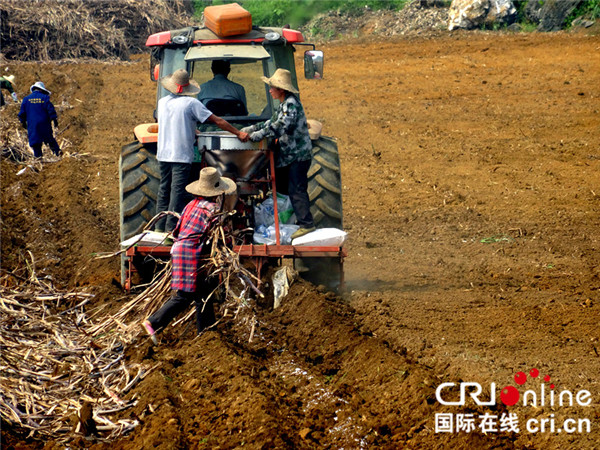 河池市宜州区狠抓“双高”基地建设 甘蔗种植总面积达31.73万亩