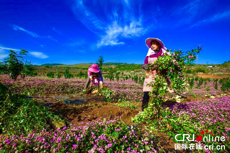 贵州毕节黔西：种植头花蓼土地效益高（组图）