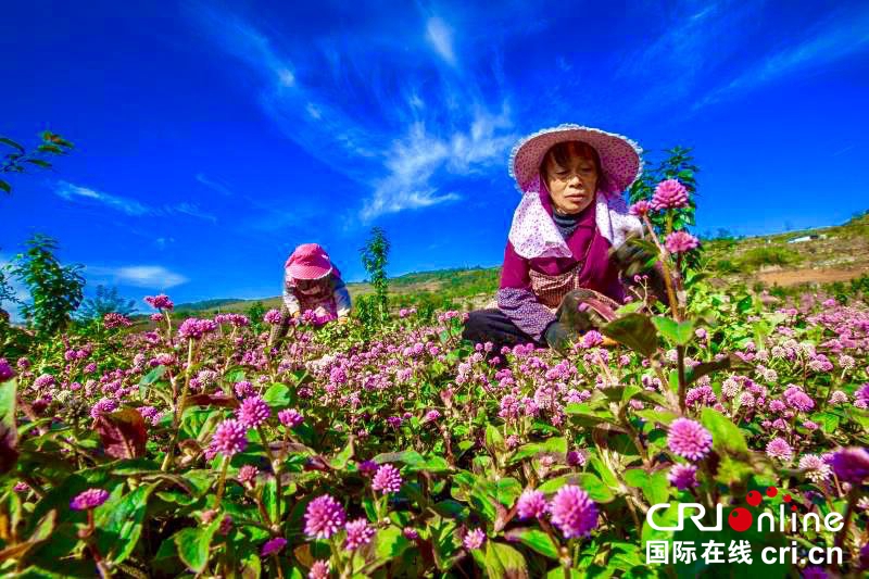 贵州毕节黔西：种植头花蓼土地效益高（组图）