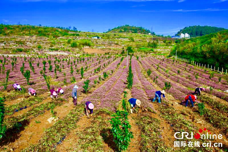 贵州毕节黔西：种植头花蓼土地效益高（组图）