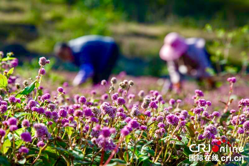 贵州毕节黔西：种植头花蓼土地效益高（组图）