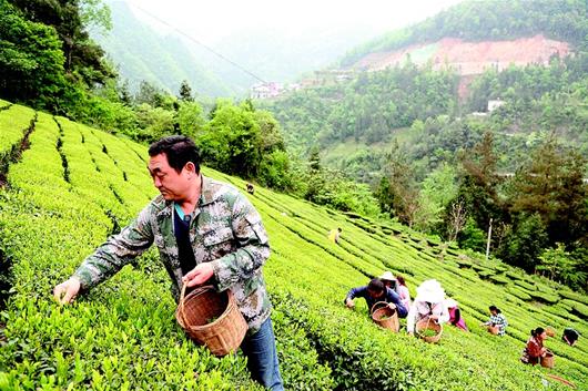 踏平坎坷成大道——鹤峰县从“五无”向“五土”的转变